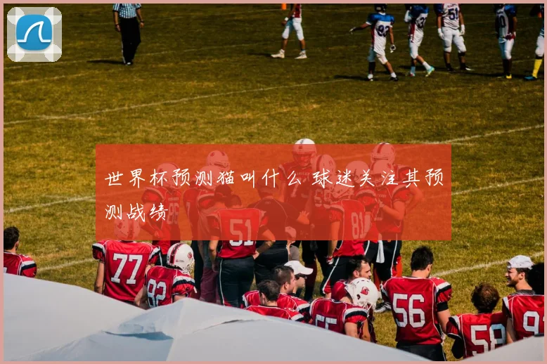 世界杯预测猫叫什么 球迷关注其预测战绩